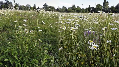 Meadow, Clay