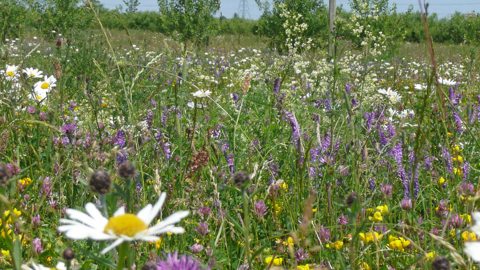 Meadow, Loam