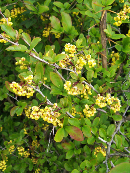 Barberry