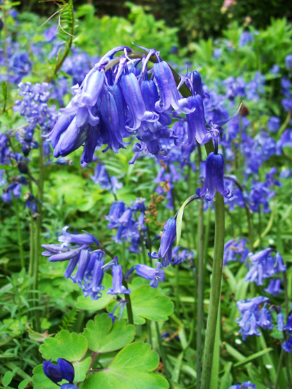 Bluebell