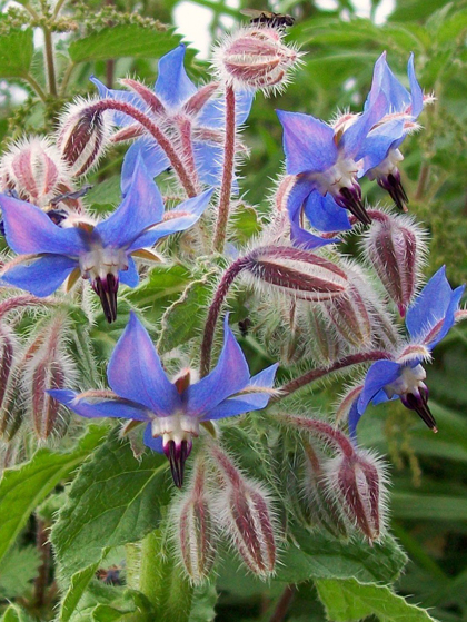 Borage