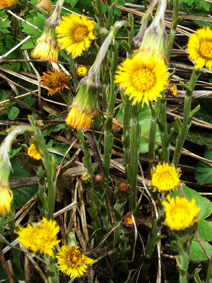 Coltsfoot