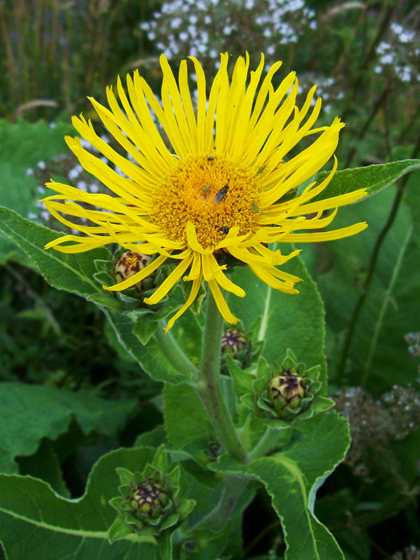 Elecampane