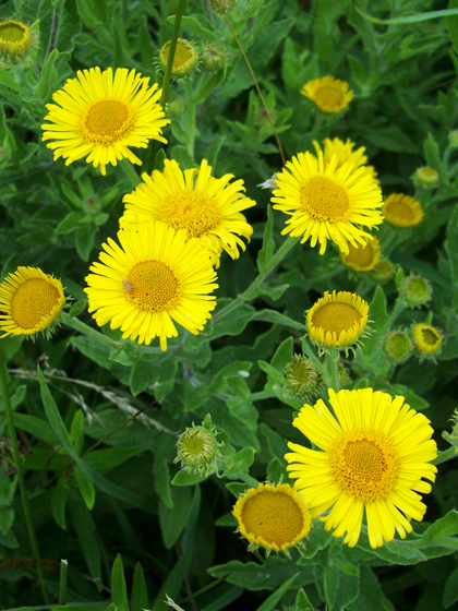 Fleabane