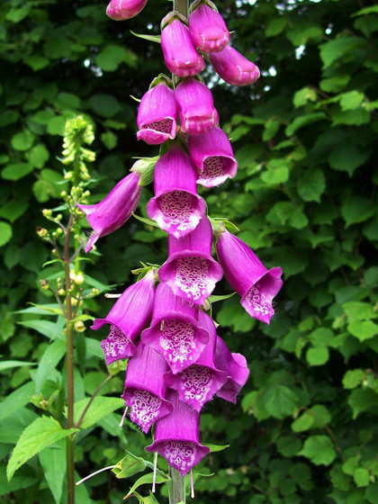 Foxglove