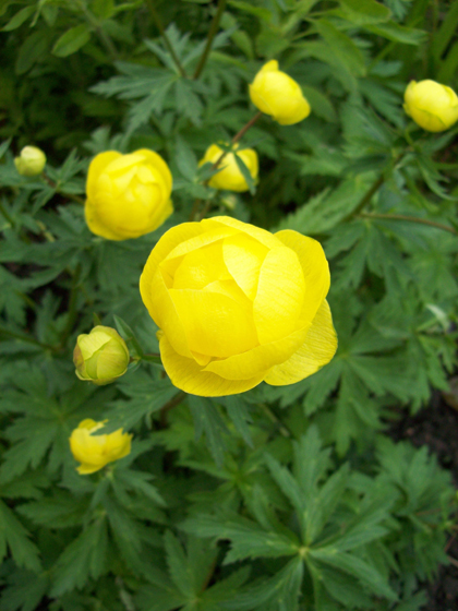 Globeflower