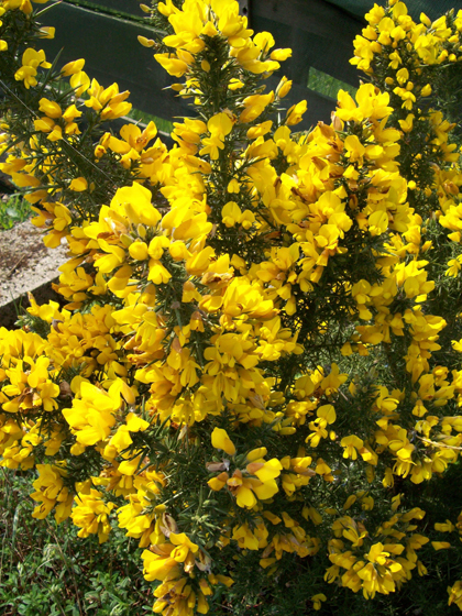 Gorse