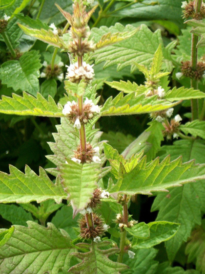 Gypsywort