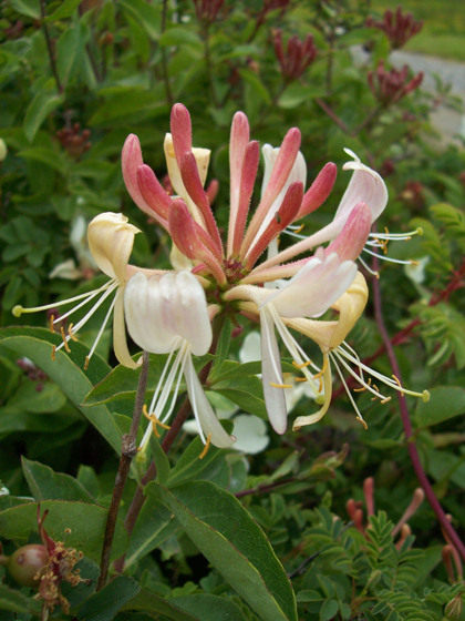 Honeysuckle