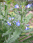 Bugloss