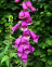 Foxglove